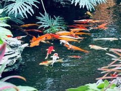 -广州白天鹅宾馆