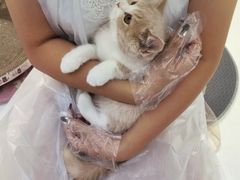 -小猫来了·猫咪专售(红山六九七九店)