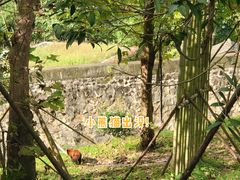 -都江堰中华大熊猫苑