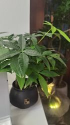 -禾壹净·素颜美问题肌肤修护中心