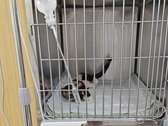 -美联众合动物医院·24h京西诊疗中心
