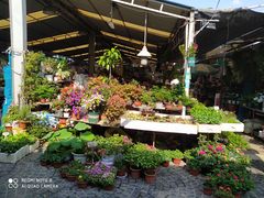 -曲阳花鸟市场(曲阳路店)