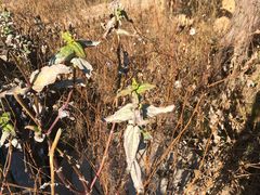 -清风小镇闯关东影视基地