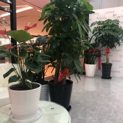 -黛蓝形象定制