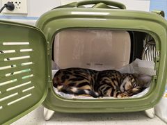 -纳吉亚猫专科动物诊疗中心(蒋宅口分院)