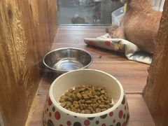 -有宠宠物(YOUCOIN·未来店)