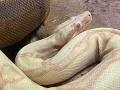 -广州长隆野生动物世界