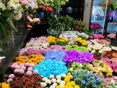 -双季花艺园艺市场(浦东店)