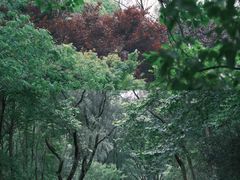 -上海共青森林公园