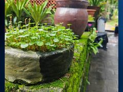 -农厨好味·温泉鹅·农家菜