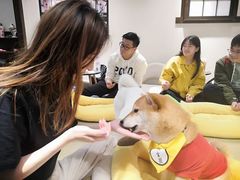 -逗柴咖啡屋·狗咖猫咖宠物桌游