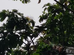 -西双版纳原始森林公园