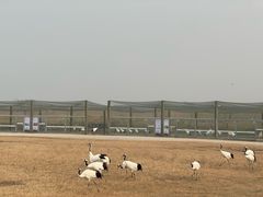 -盐城丹顶鹤湿地生态旅游区