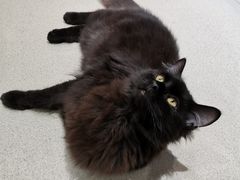 -藏猫猫咖啡主题馆(中央大道店)