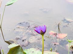 -东莞植物园