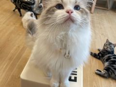 -有喵·猫咖·狗咖·30几只猫10只小狗(岗厦店)