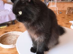 -MOYOYO猫咪咖啡店