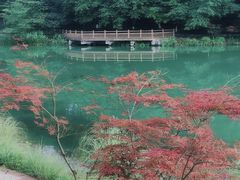 -铁山坪森林公园