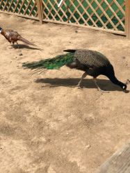 -萌宠亲子动物乐园(槐房万达店)