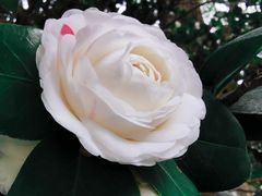 -金花茶公园