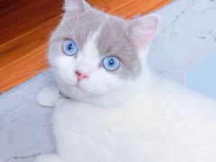 -屋虎猫馆(宝安大仟里店)