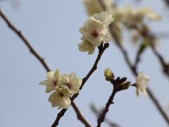 -天适樱花悠乐园