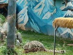 -青藏高原野生动物园