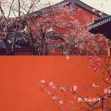 魔都小京都—广富林的春景已到最佳观赏期