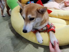 -逗柴咖啡屋·狗咖猫咖宠物桌游