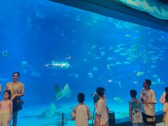 -烟台海昌鲸鲨海洋公园