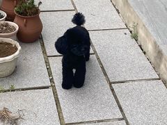 -安安宠医·安烨宠物医院·宠物保险(北仑分院)