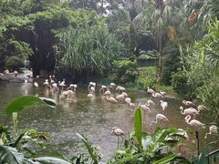 -九龙公园