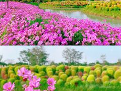 -花开海上生态园