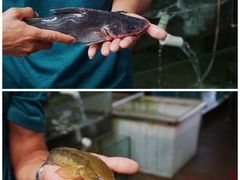 -八仔大富楼·河鲜(西江店)