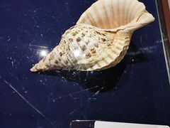 -青岛贝壳博物馆