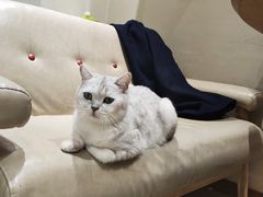 -藏猫猫咖啡主题馆(中央大道店)