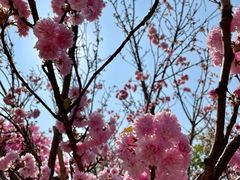 -天适樱花悠乐园