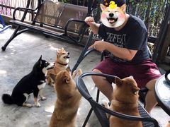 -柴犬高等学院·狗咖·柴犬售卖·宠物训练