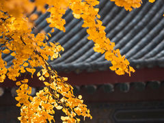 -西安碑林博物馆