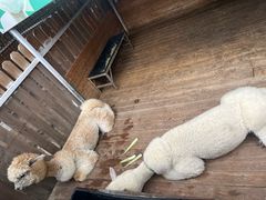 -廊坊固安福朋喜来登酒店