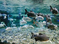 -成都浩海立方海洋公园