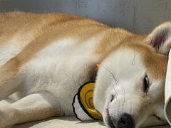 -柴务处·柴犬主题狗咖