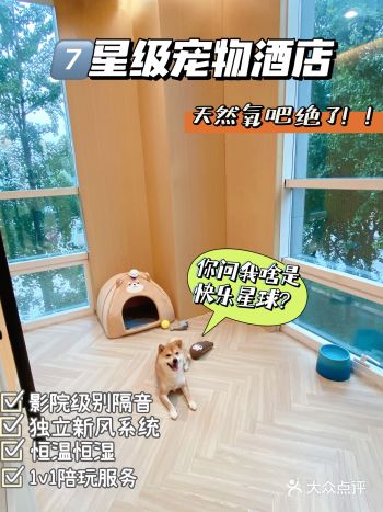 把寄养当度假️？放飞自我的快乐我懂了！