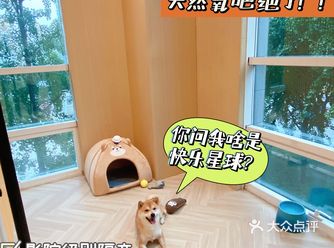 把寄养当度假️？放飞自我的快乐我懂了！