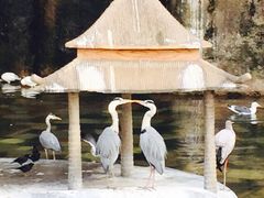 iphone_upload_pic-百鸟园