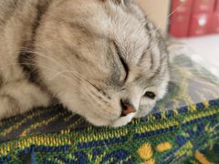 -平行世界·猫咖(首经贸店)