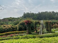 -东莞植物园