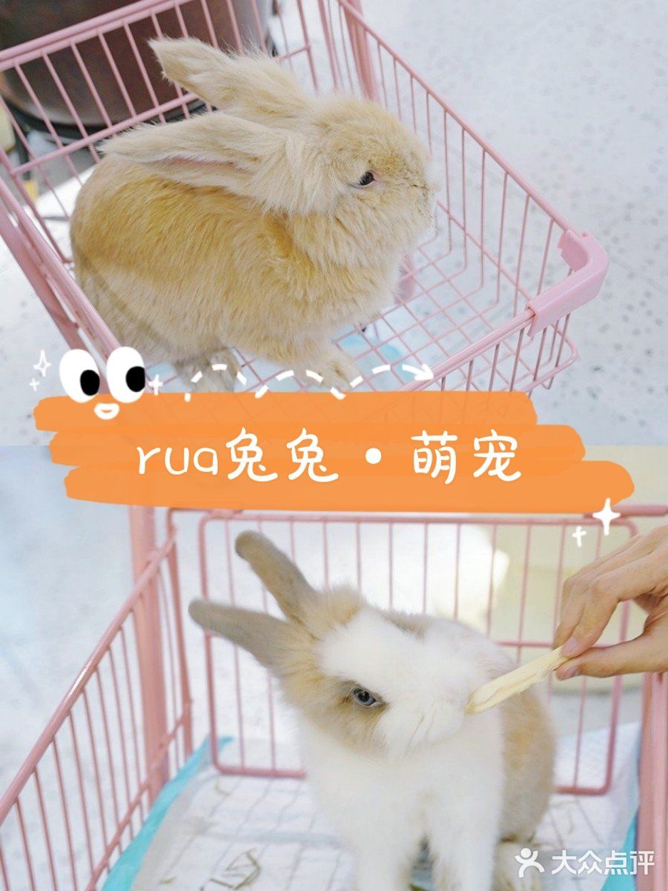 就很离谱[糖果]超级萌的兔兔体验馆