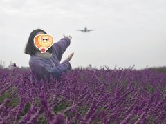 -空港花田景区