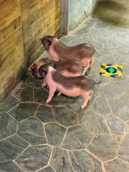 -Zoolung Zoolung动物主题公园(海信广场店)